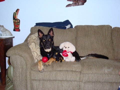 This was taken about 2 minutes before Jake destroyed that stuffed puppy.  Yes, it says "Puppy Love" on the heart-too cute :)