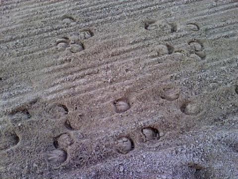 Kody's Hoofprints in Freshly Turned Sand-just thought it came out cool :)